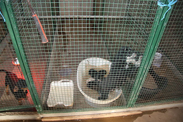 Dogs kept in cages before they were seized by RSPCA Inspectors
